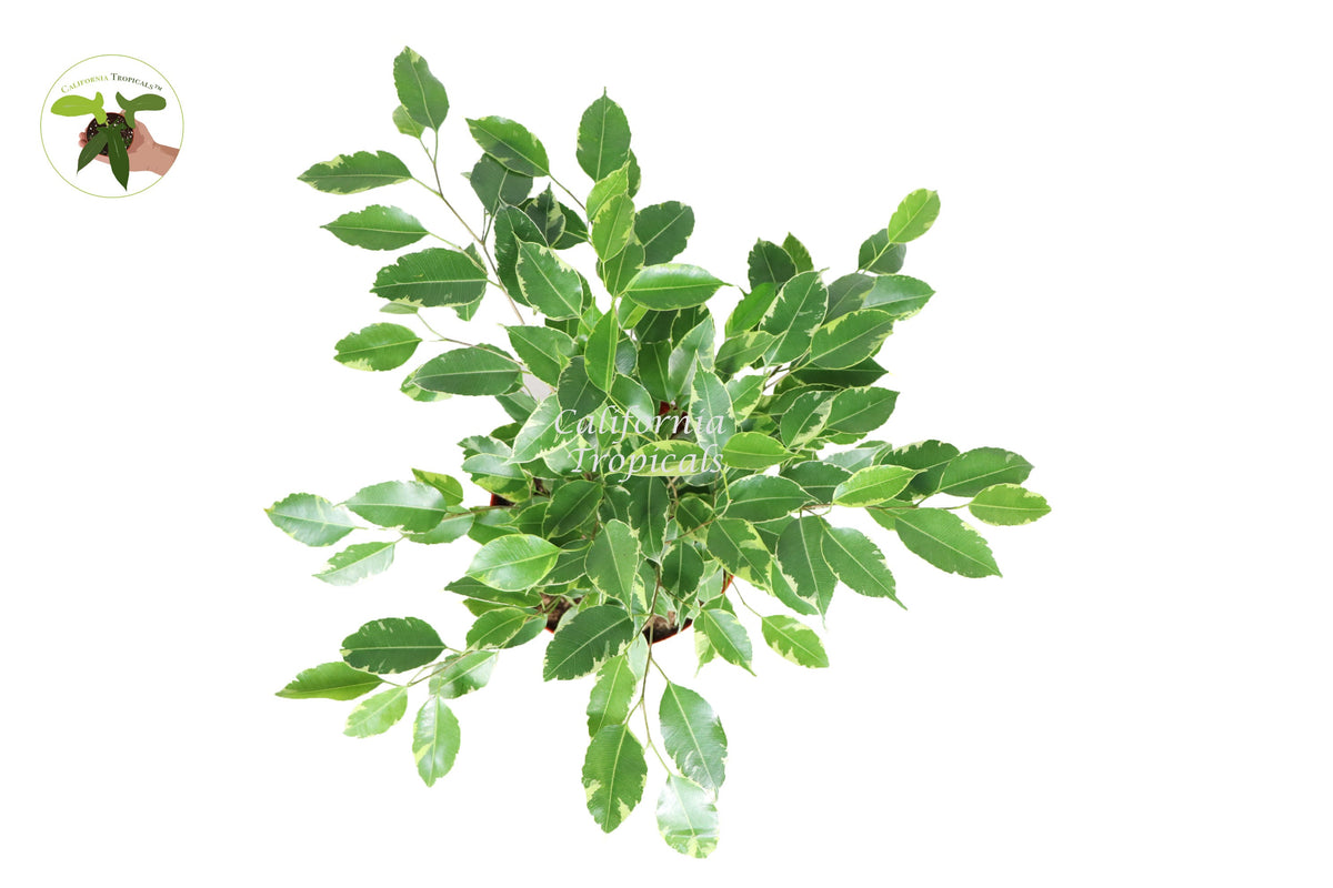 Ficus Benjamina Variegated live plant foliage detail