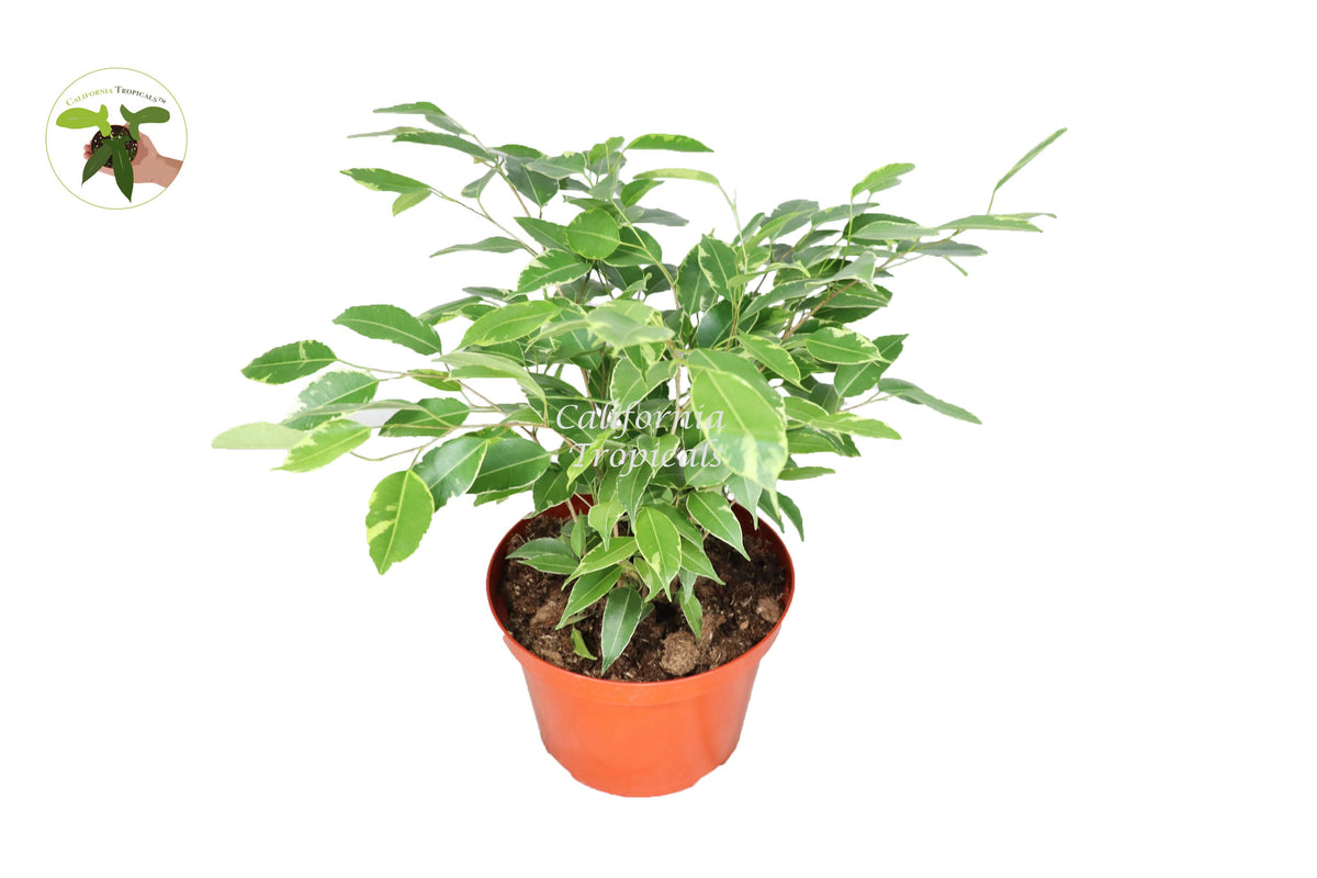 Ficus Benjamina Variegated live plant in a 8" grower's pot