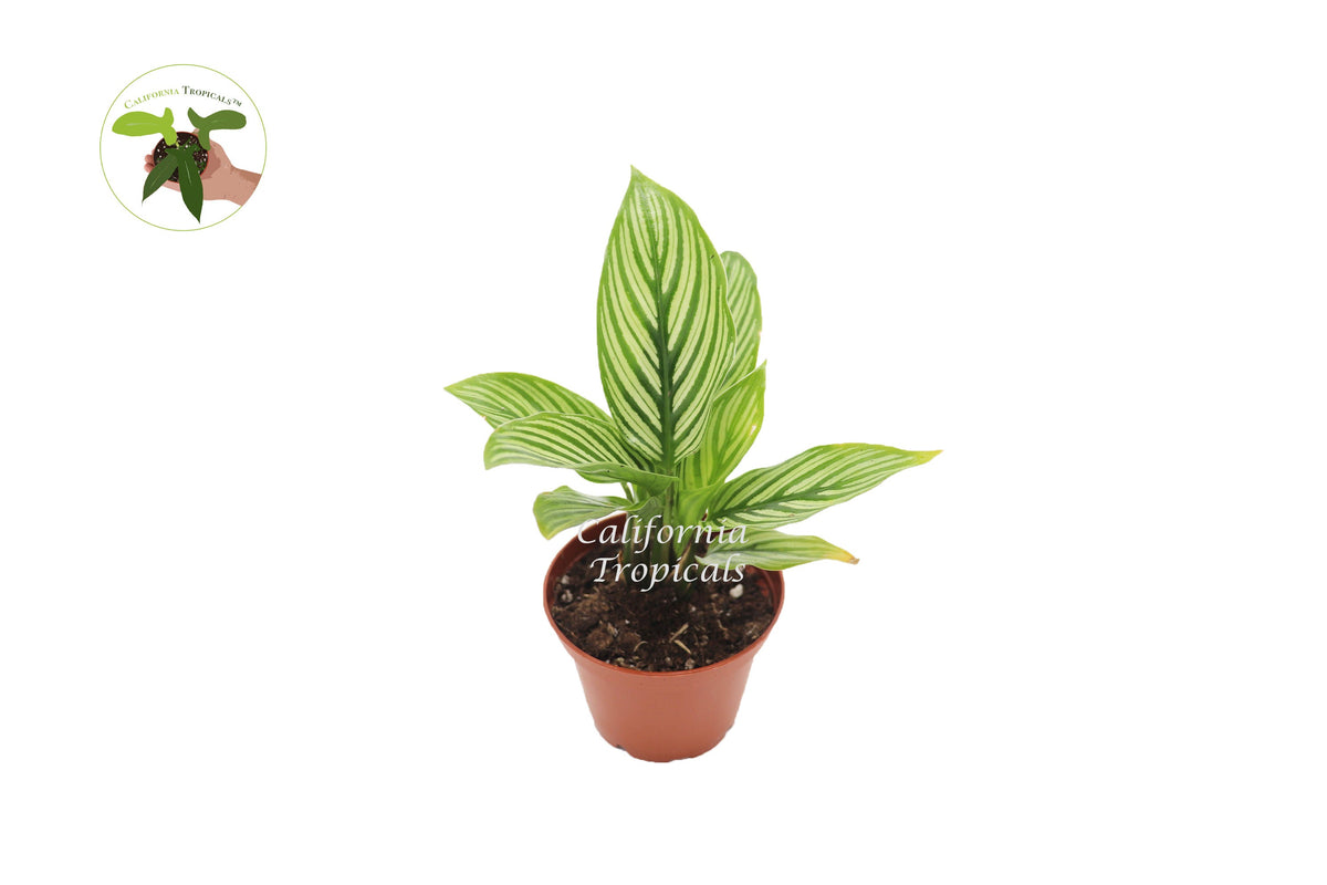 Calathea Vittata (Peacock Plant) in a 2" grower's pot