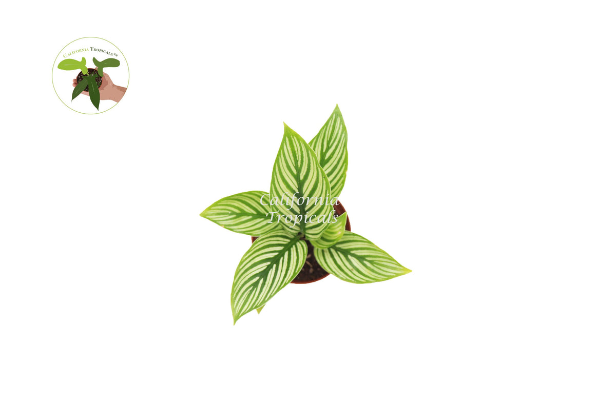 Calathea Vittata (Peacock Plant) foliage detail