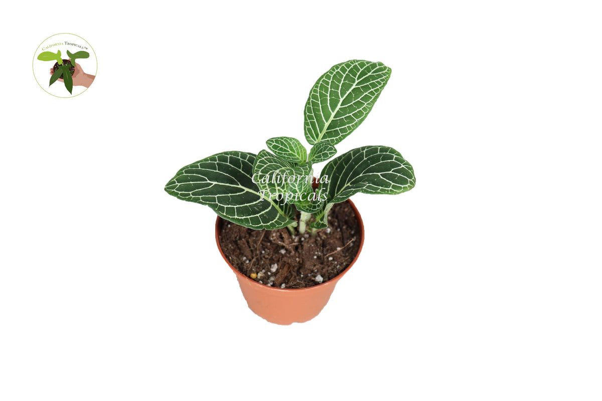White Nerve Fittonia live plant in a 3" grower's pot