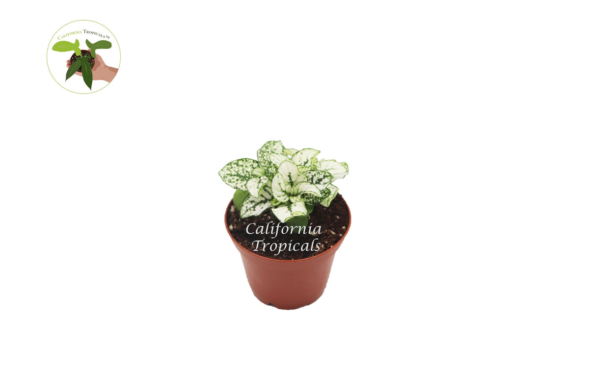 Polka Dot Plant (Hypoestes), White
