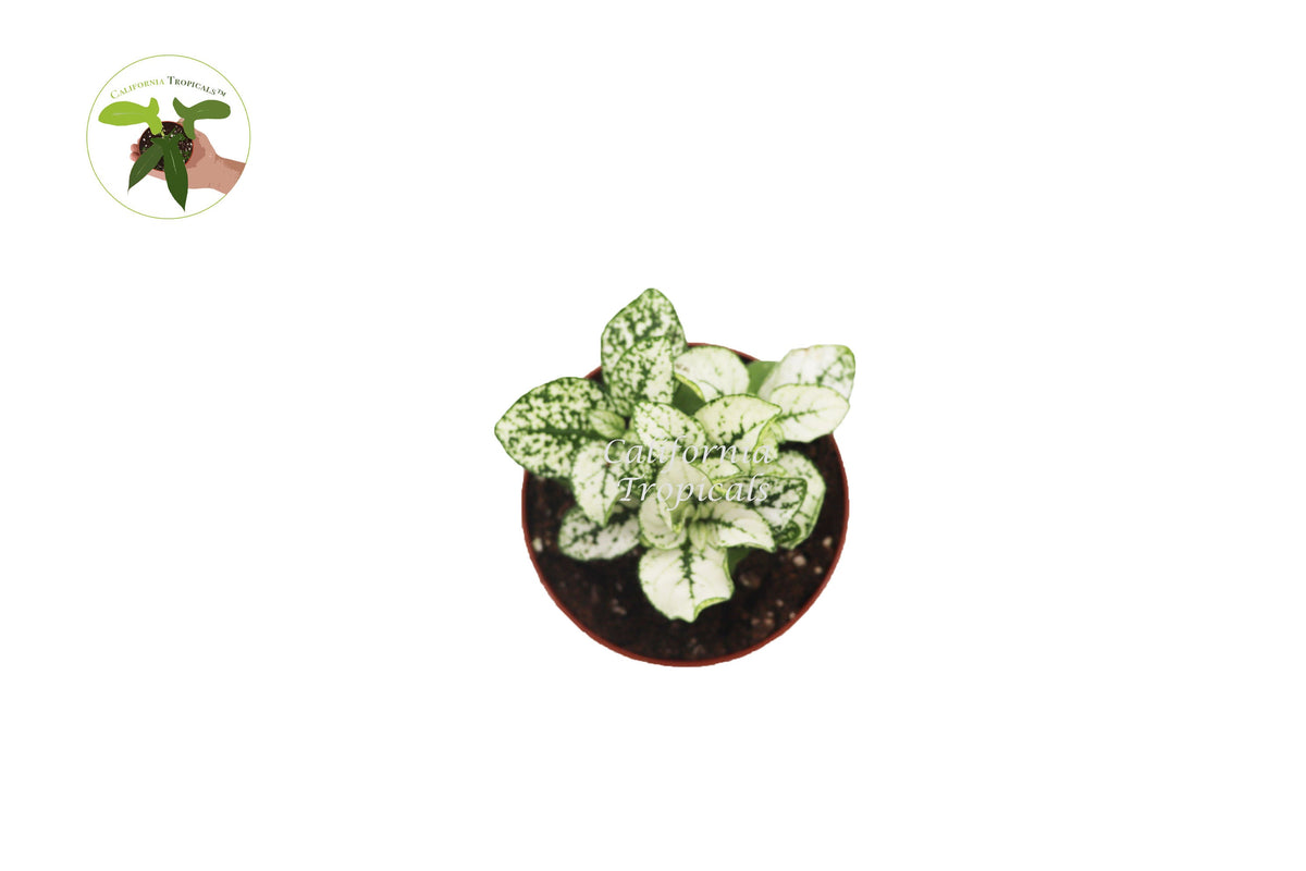 Polka Dot Plant (Hypoestes) foliage detail