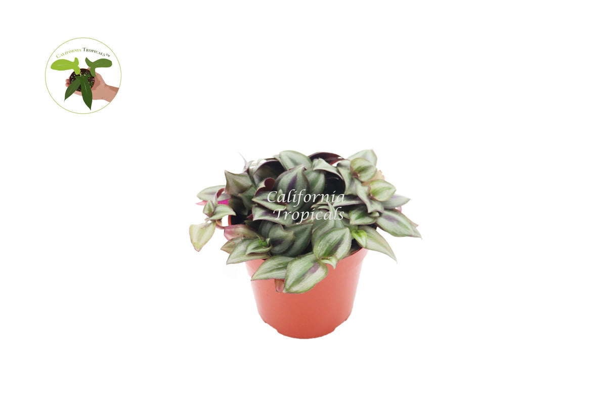 Wandering Jew (Tradescantia Zebrina) live plant in a 4" grower's pot