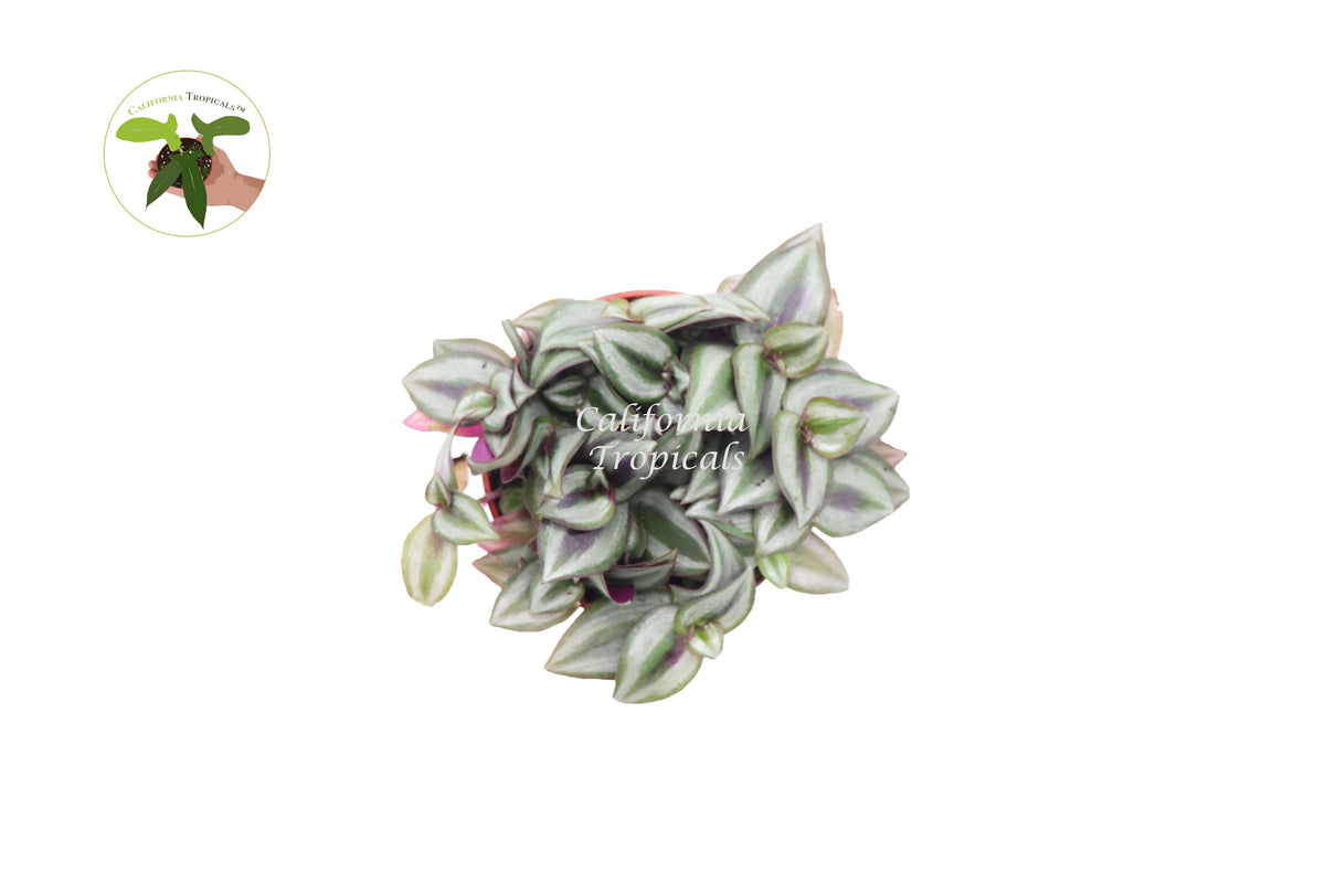 Wandering Jew (Tradescantia Zebrina) live plant foliage detail