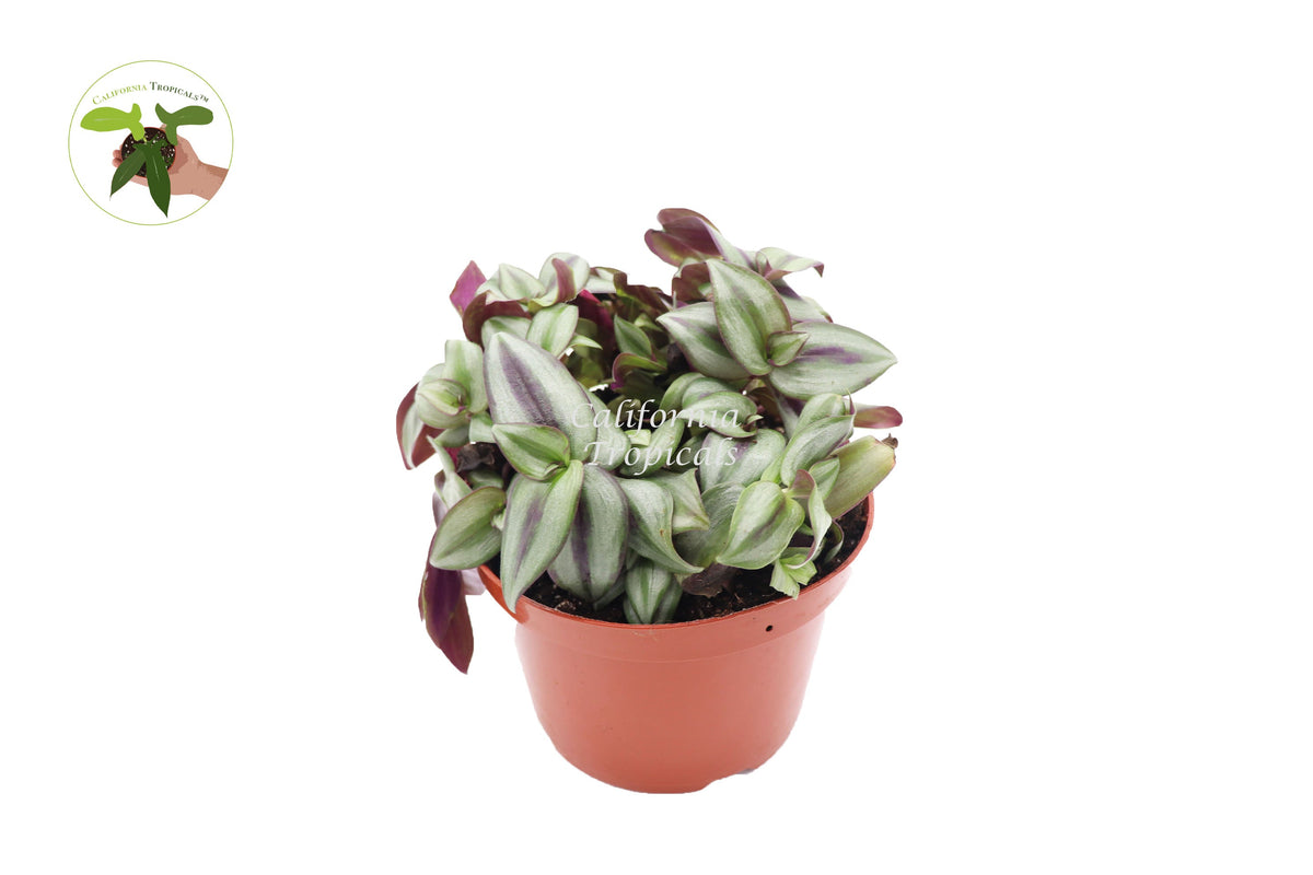 Wandering Jew (Tradescantia Zebrina) live plant in a 6" grower's pot