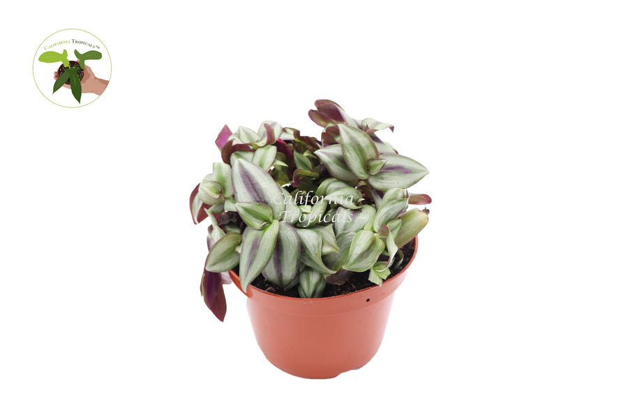 Wandering Jew (Tradescantia Zebrina) live plant in a 6" grower's pot