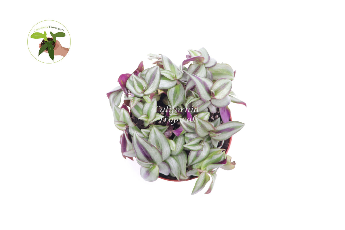 Wandering Jew (Tradescantia Zebrina) live plant foliage detail