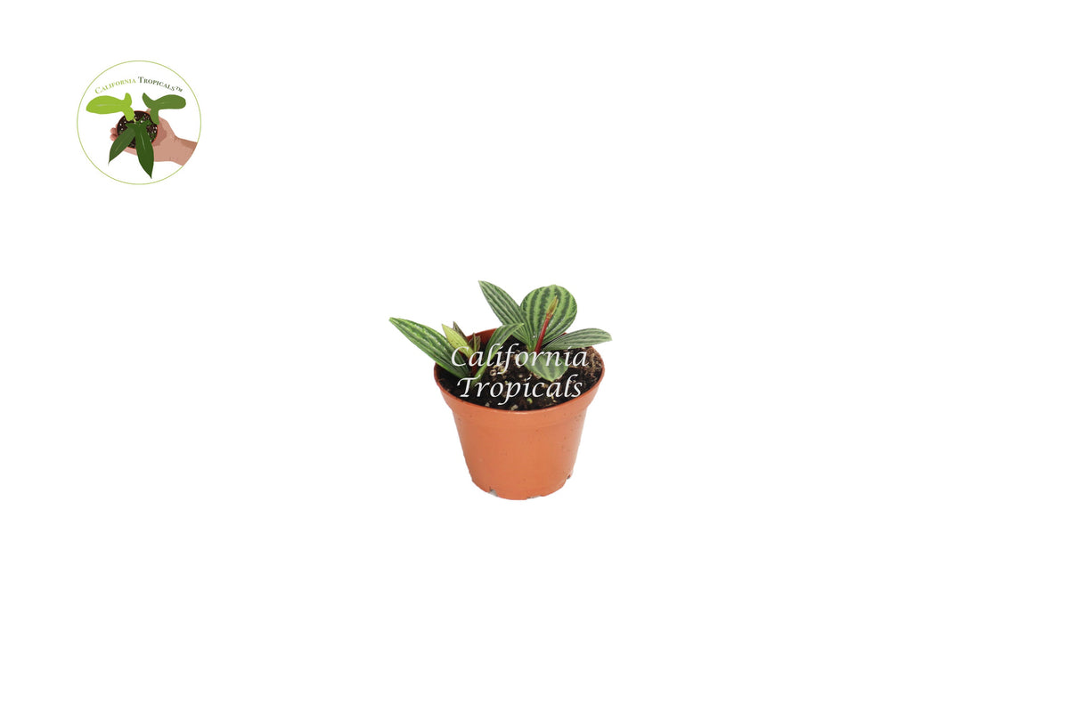 Peperomia Tetragona (Watermelon Stilt) live plant in a 2" grower's pot