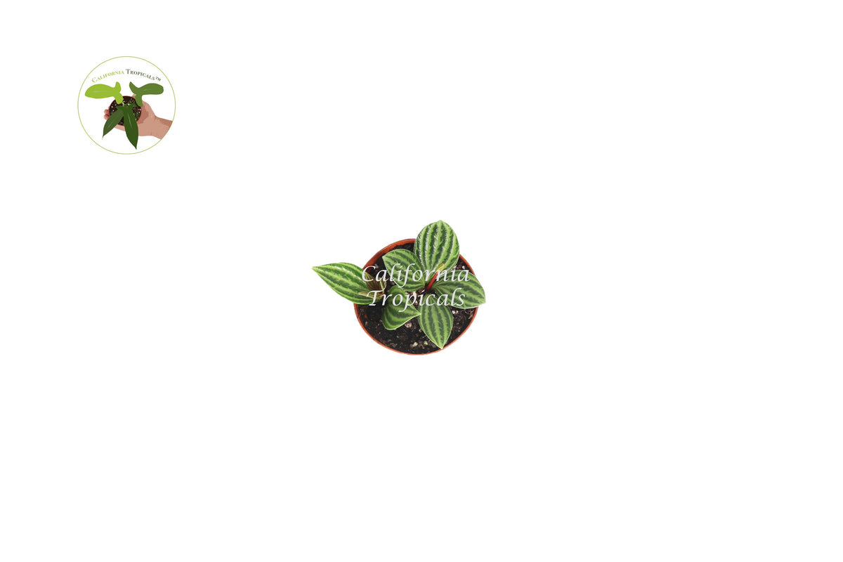 Peperomia Tetragona (Watermelon Stilt) live plant foliage detail