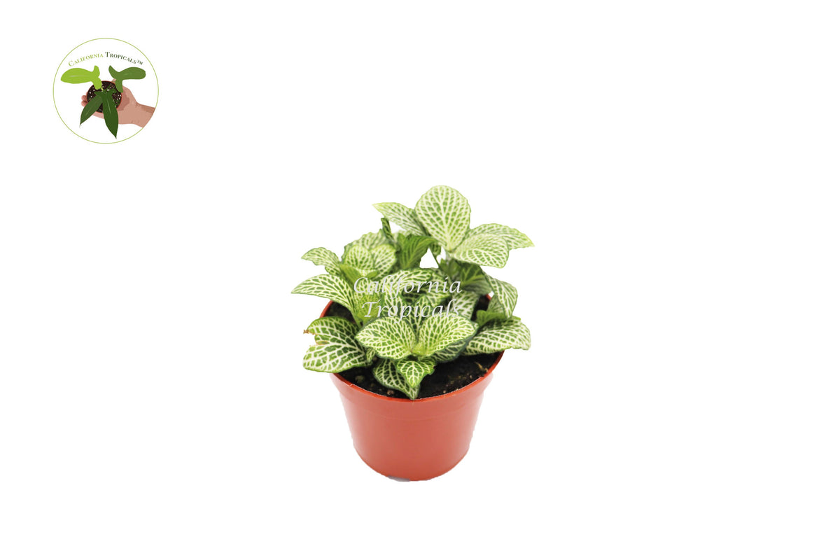 White Nerve Fittonia live plant in a 4" grower's pot