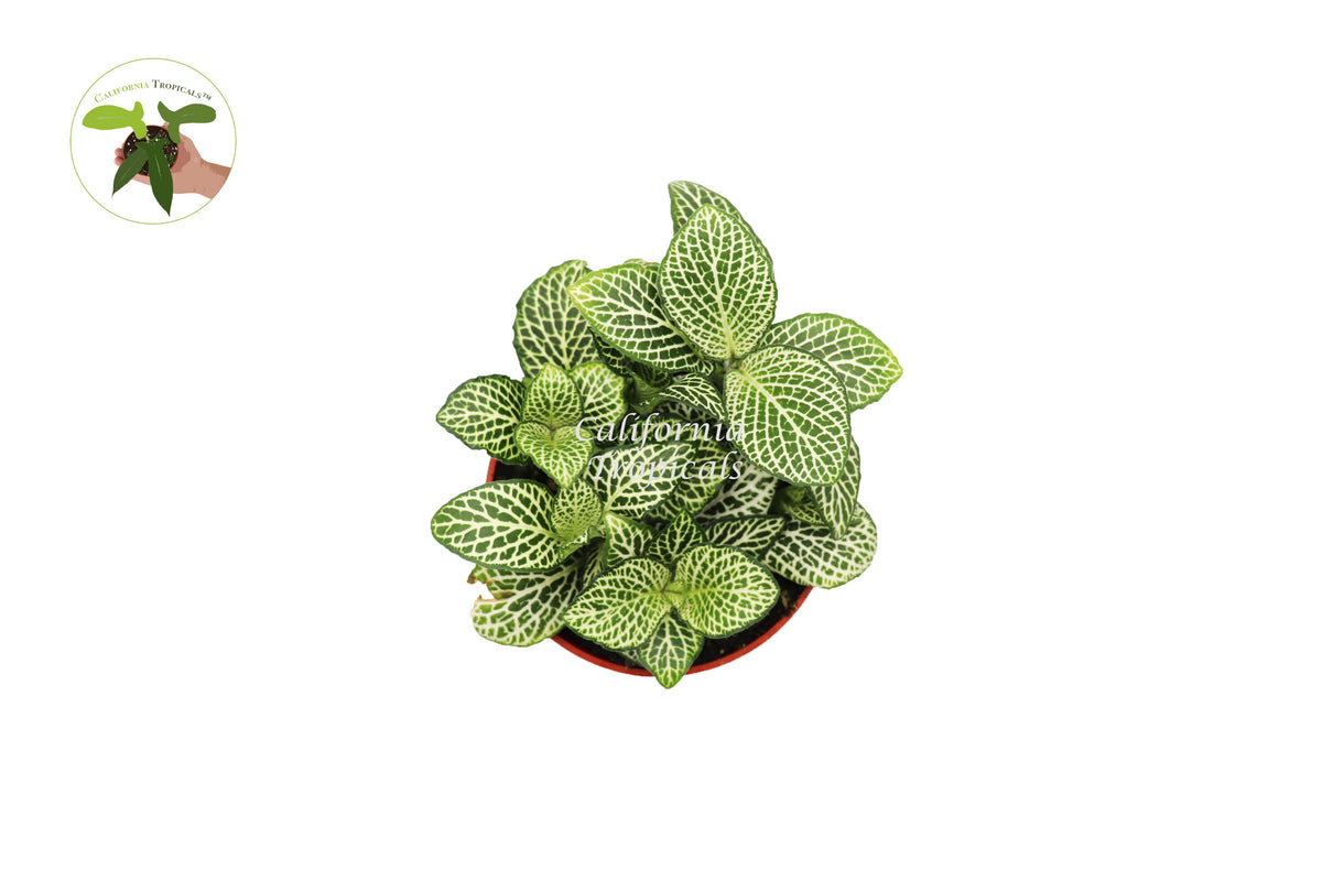 White Nerve Fittonia live plant foliage detail
