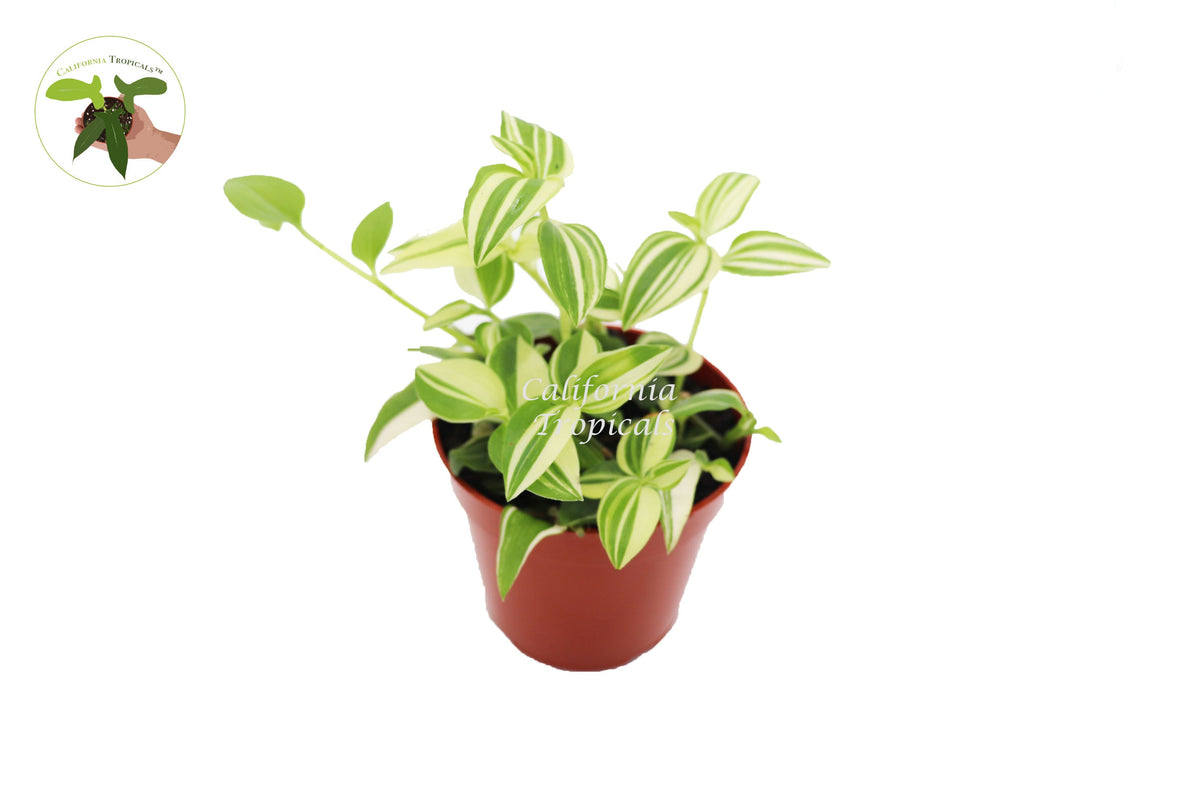 White Variegated Wandering Jew (Tradescantia) live plant in a 4" grower's pot