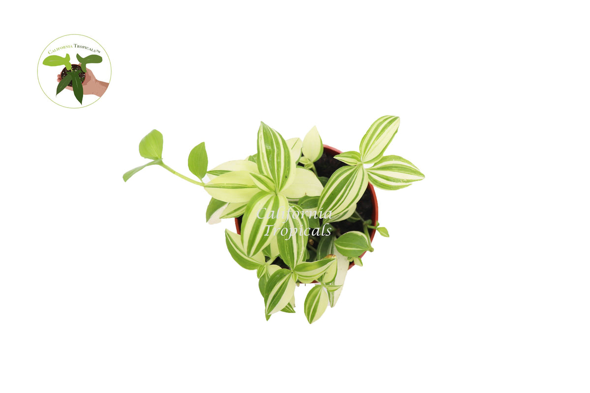 White Variegated Wandering Jew (Tradescantia) live plant foliage detail