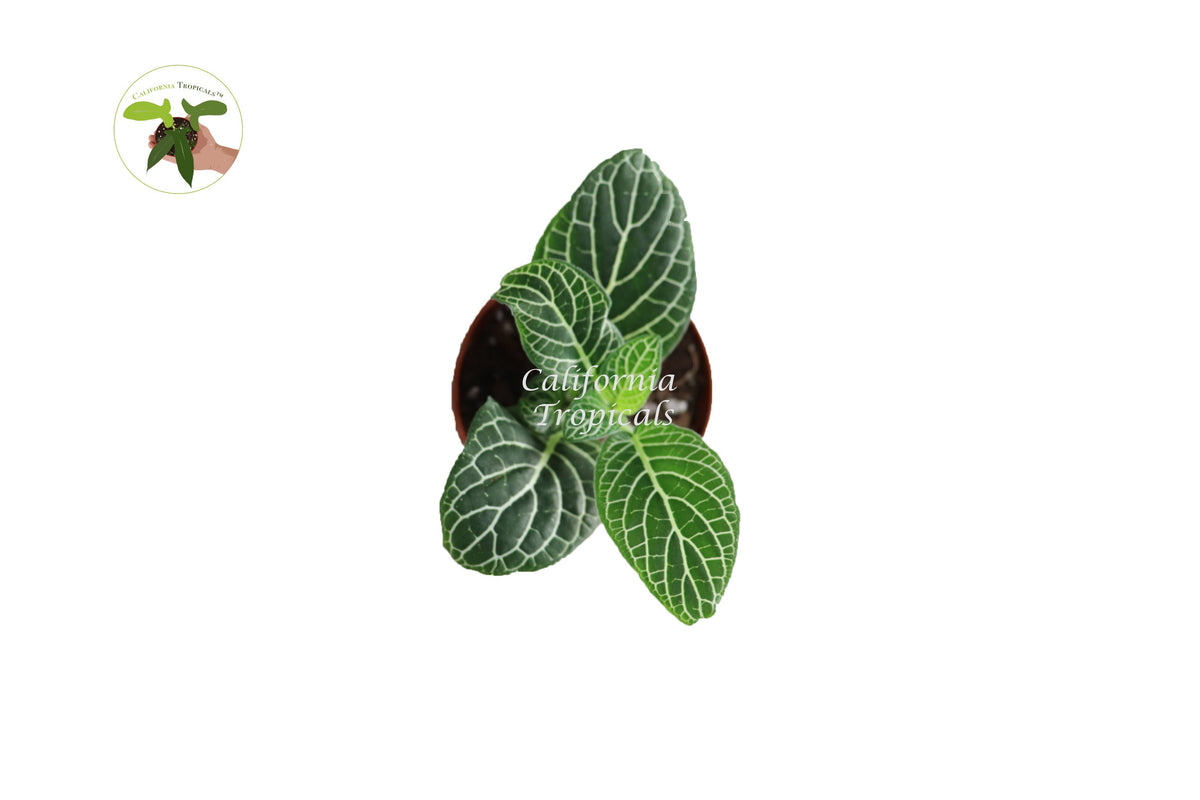 White Nerve Fittonia live plant foliage detail