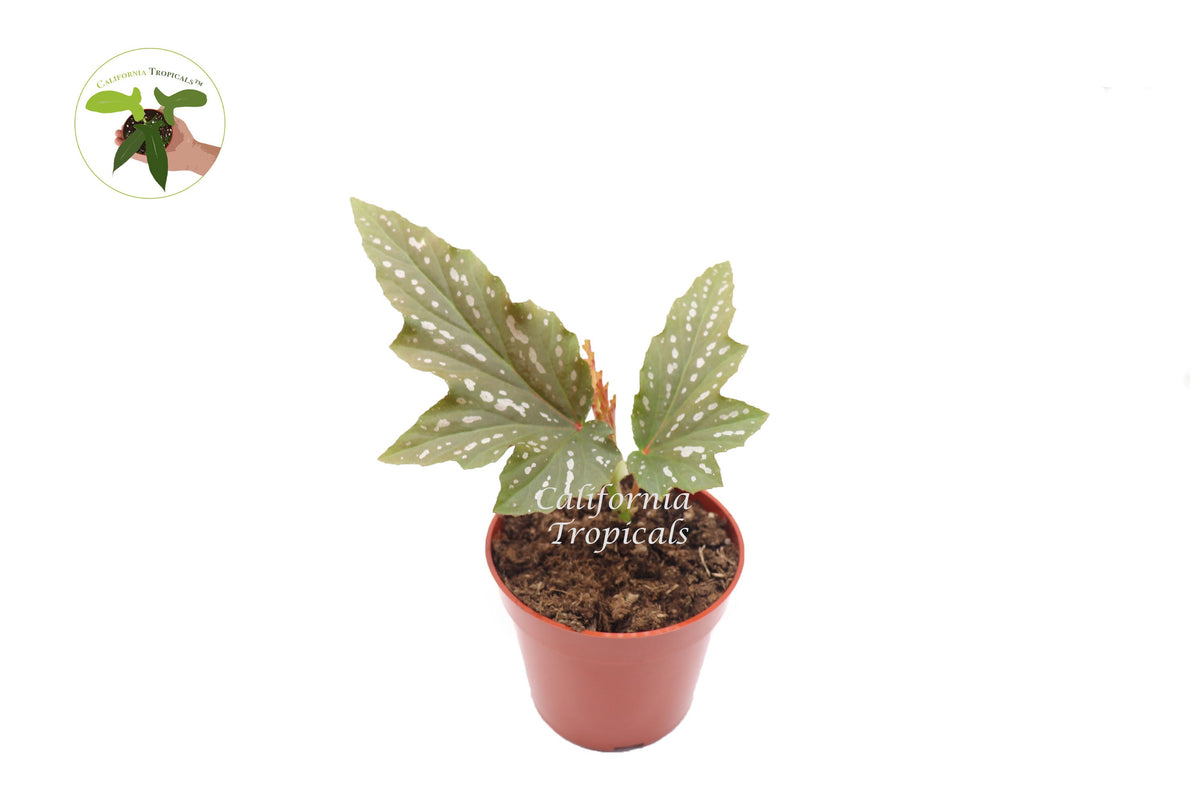 Begonia Angel Wing live plant in a 4" grower's pot