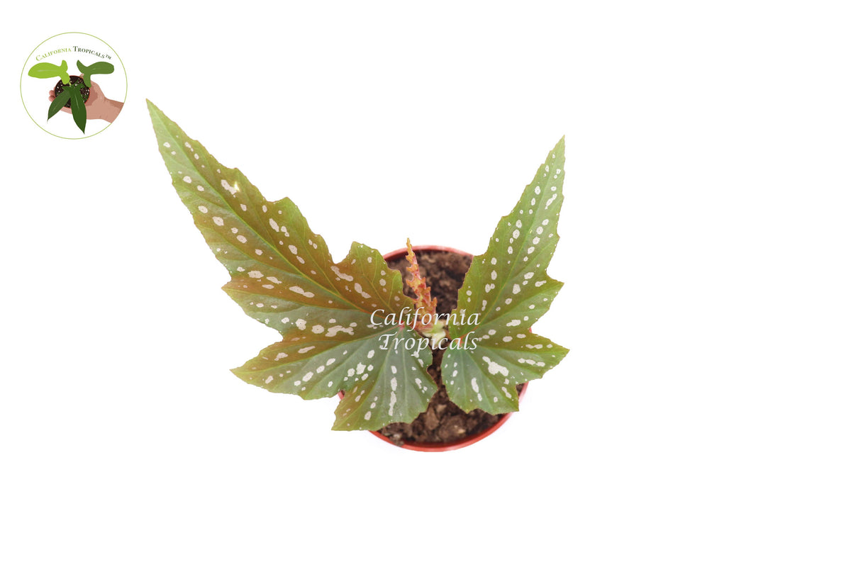 Begonia Angel Wing live plant foliage detail