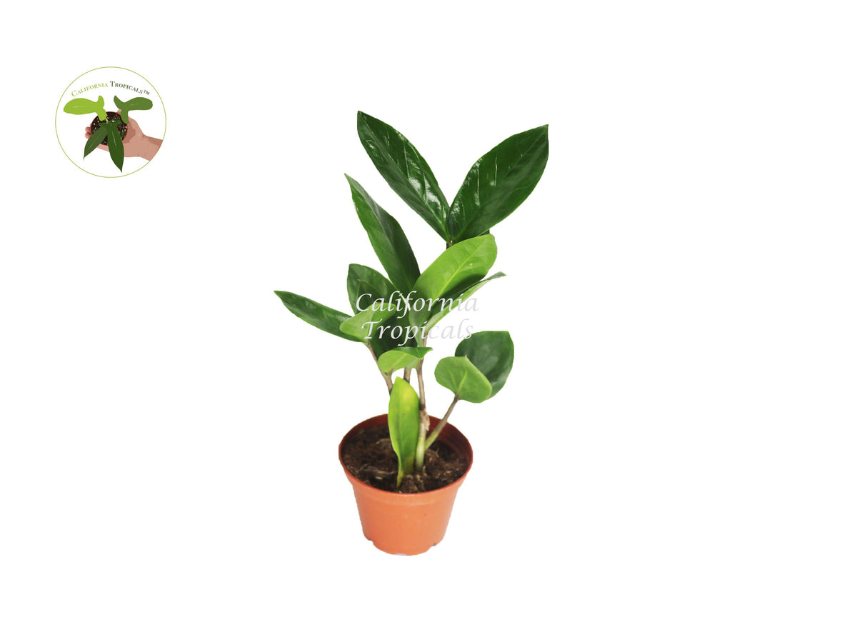 ZZ Plant in a 3" grower's pot