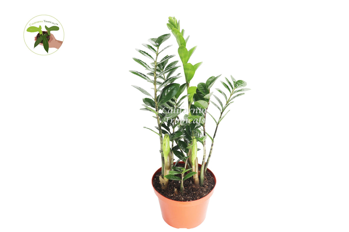 ZZ Plant in a 8" grower's pot