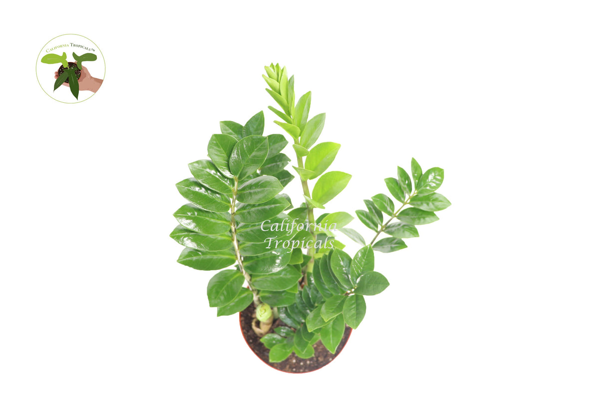 ZZ Plant foliage detail