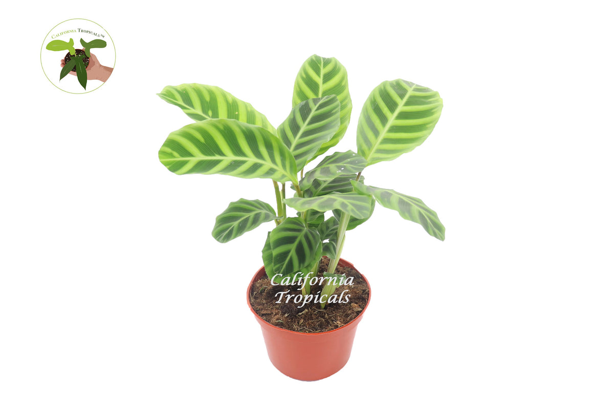 Calathea Zebrina live plant in a 6" grower's pot