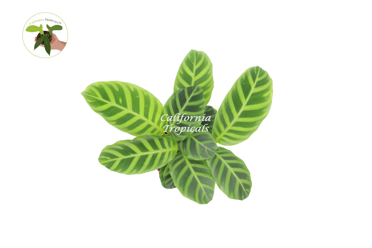 Calathea Zebrina live plant foliage detail