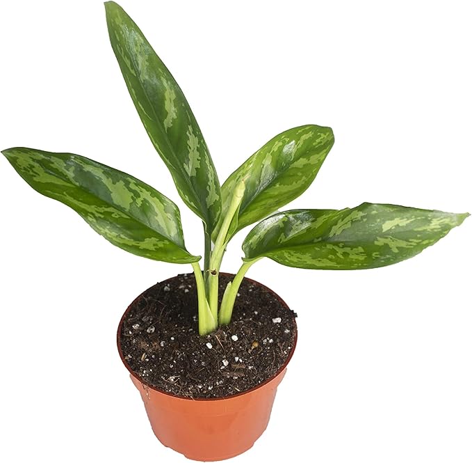 Agloenema Chinese Evergreen in a 4 inch nursery pot, ready-to-grow houseplant