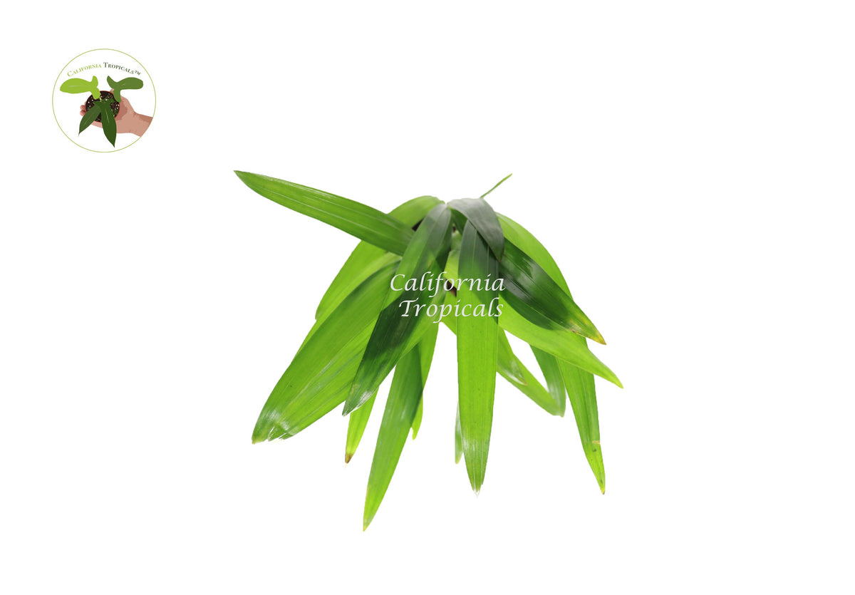 Areca Palm (Golden Cane Palm) foliage detail