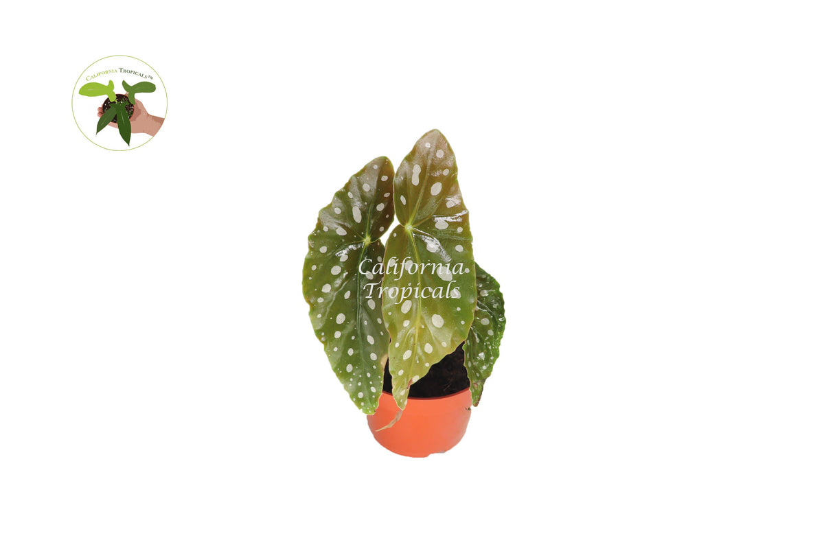 Begonia Maculata live plant in a 4" grower's pot