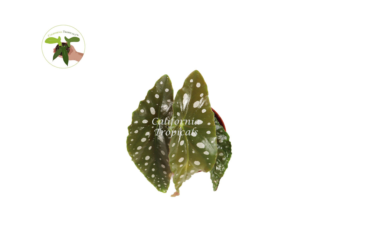 Begonia Maculata live plant foliage detail