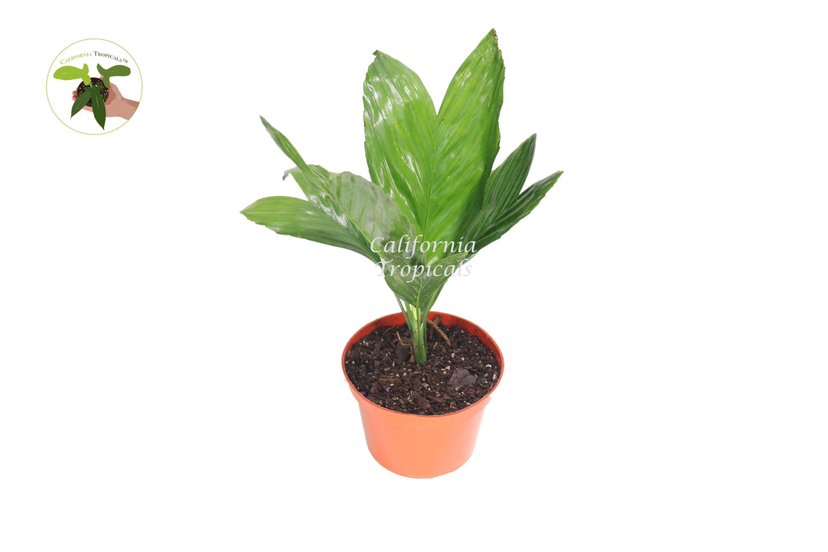 Metallica Palm (Chamaedorea Metallica) in a 6" grower's pot