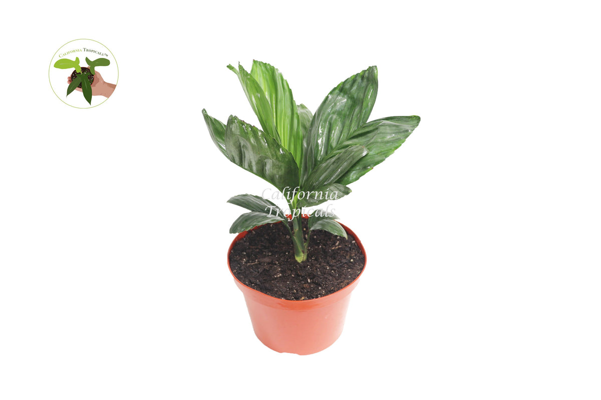 Metallica Palm (Chamaedorea Metallica) in a 8" grower's pot