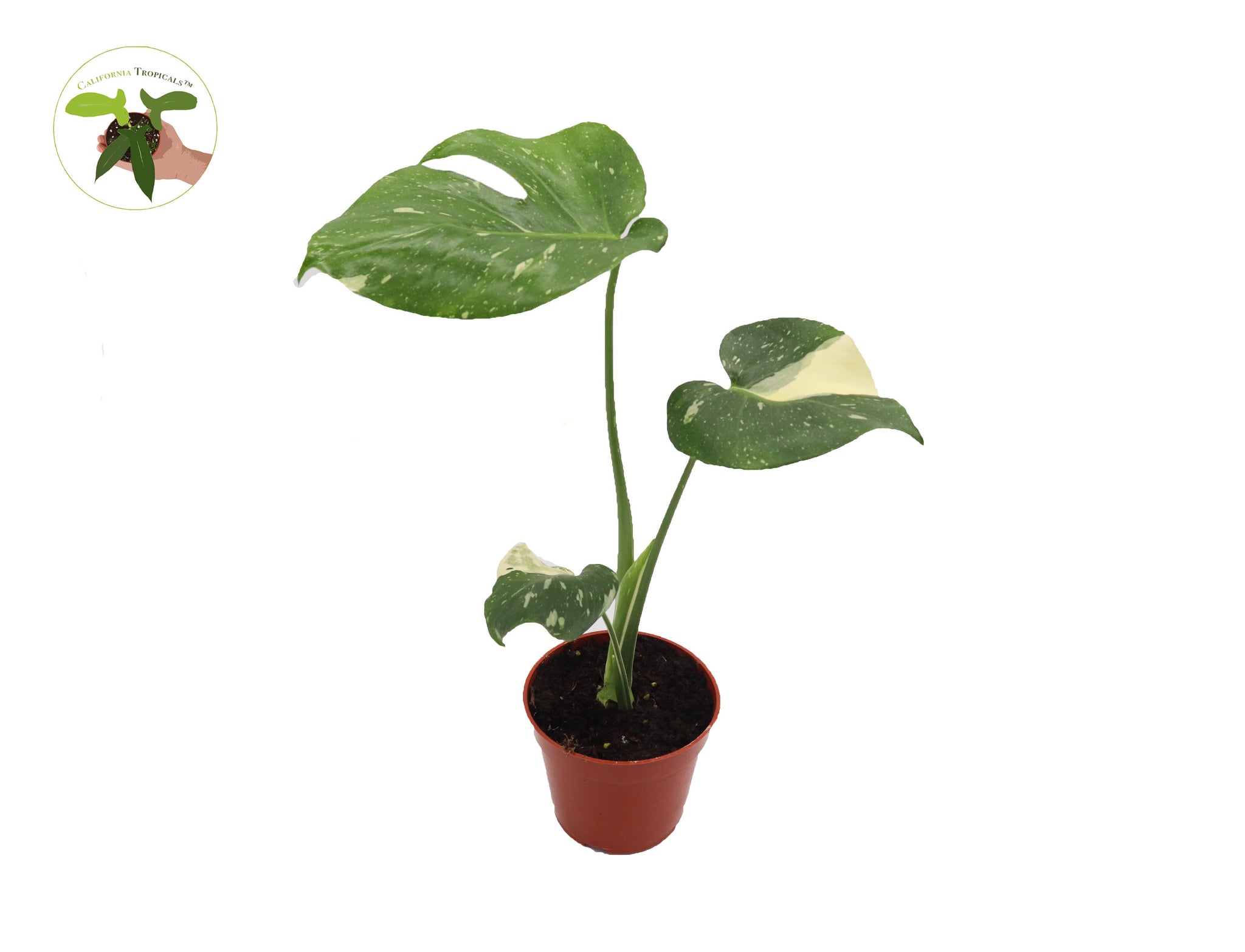 4 monstera thai constellation Monstera Thai Constellation