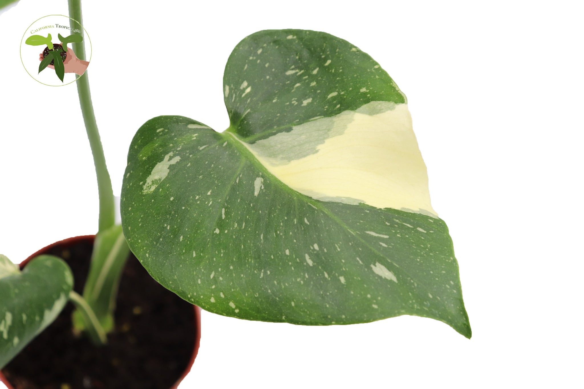 monstera plant california Monstera Thai Constellation