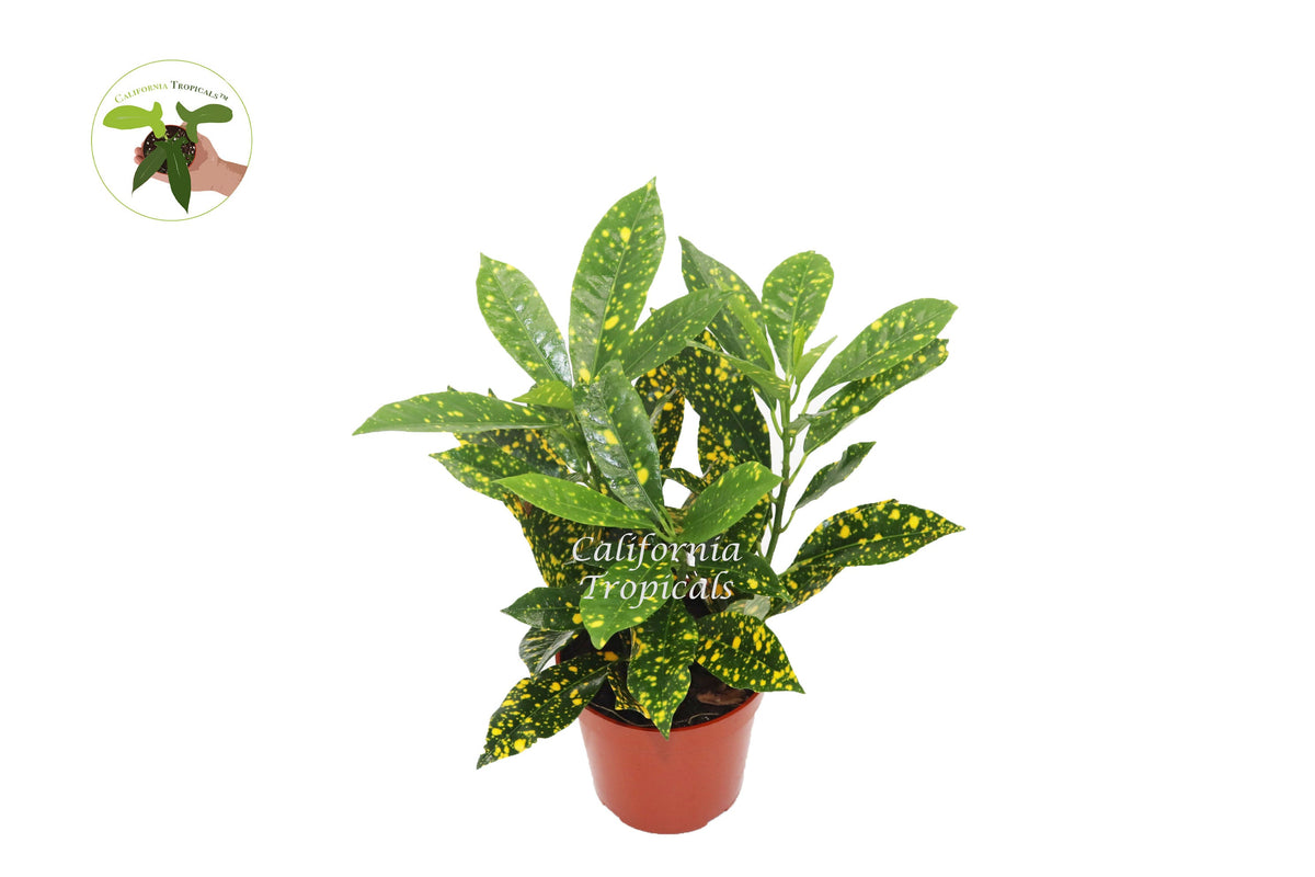 Gold Dust Croton (Codiaeum) live plant in a 4" grower's pot