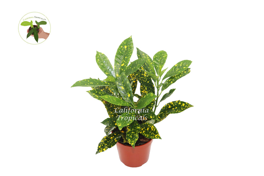 Gold Dust Croton (Codiaeum) live plant in a 4" grower's pot