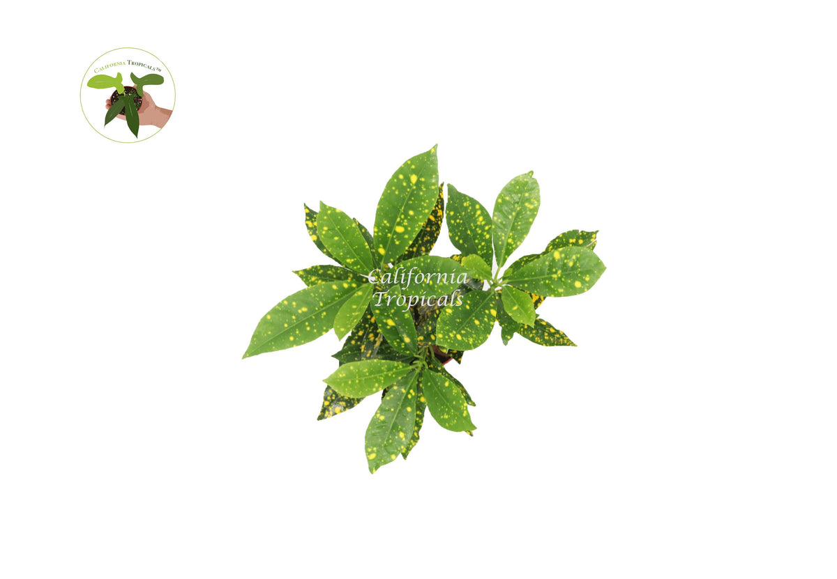 Gold Dust Croton (Codiaeum) live plant foliage detail