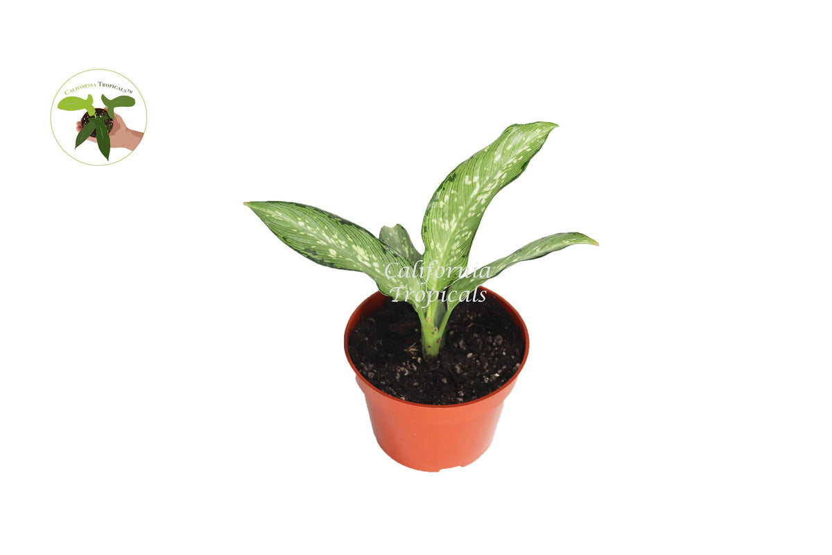 Dieffenbachia Memoria Corsii live plant in a 4" grower's pot