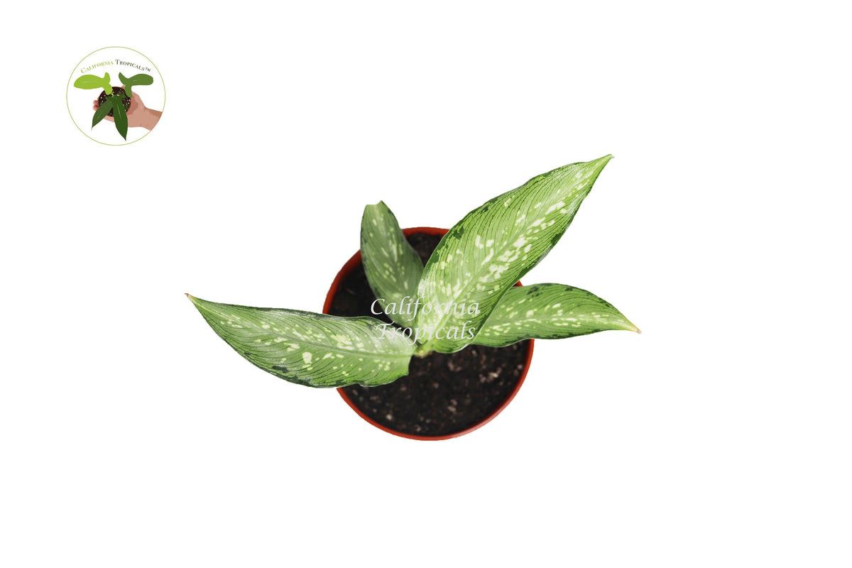Dieffenbachia Memoria Corsii live plant foliage detail