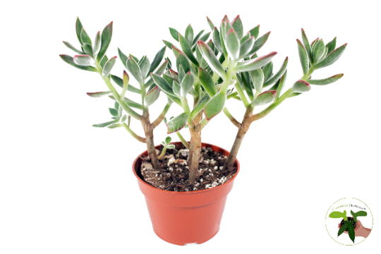 Kalanchoe Pulvinata Ruby live plant in a 4" grower's pot