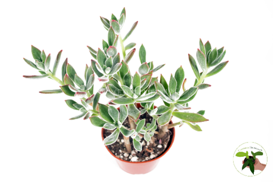 Kalanchoe Pulvinata Ruby live plant foliage detail