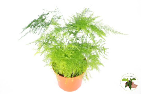 Plumosa Fern (Asparagus Setaceus) in a 4" grower's pot