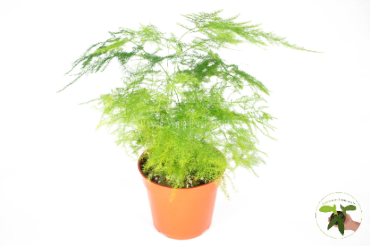 Plumosa Fern (Asparagus Setaceus) foliage detail