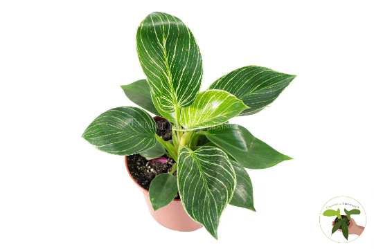 Birkin Philodendron Variegated live plant foliage detail