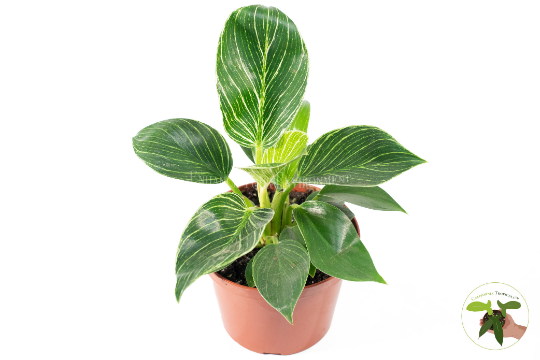 Birkin Philodendron Variegated live plant in a 6" grower's pot