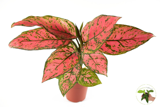Pink Valentine Hoya live plant in a 4" grower's pot