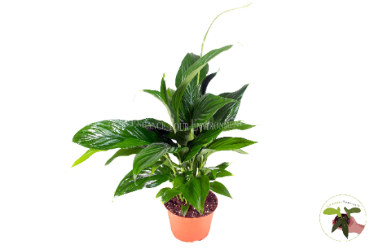 Peace Lily Plant in a 8" grower's pot