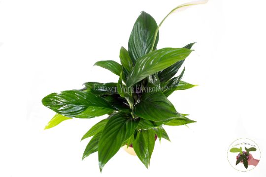 Peace Lily Plant foliage detail