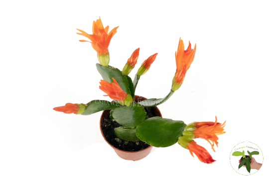 Orange Spring Cactus (Rhipsalidopsis) in a 2" grower's pot
