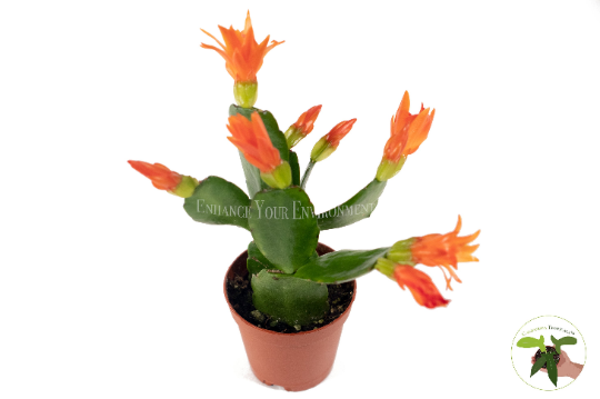 Spring Cactus (Rhipsalidopsis) foliage detail
